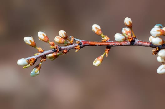 Branch with beautiful fresh spring flowers