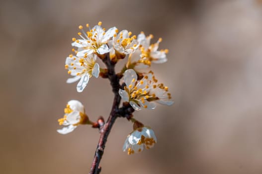 Branch with beautiful fresh spring flowers