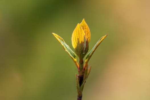 Branch with beautiful fresh spring flowers