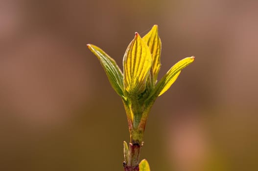 Branch with beautiful fresh spring flowers