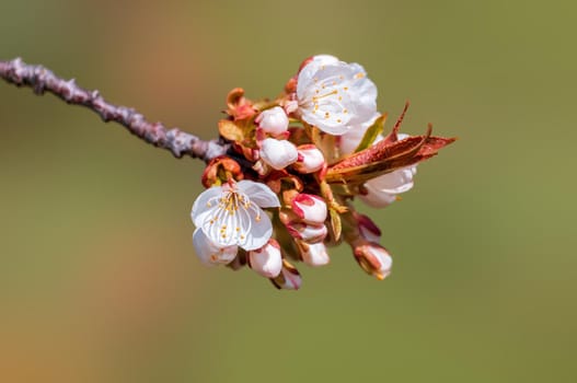 Branch with beautiful fresh spring flowers