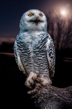 a beautiful colorful bird sits and looks