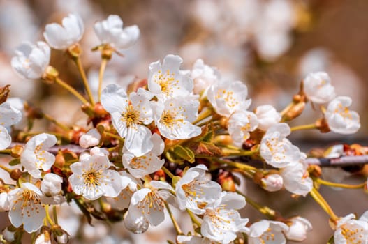 Branch with beautiful fresh spring flowers