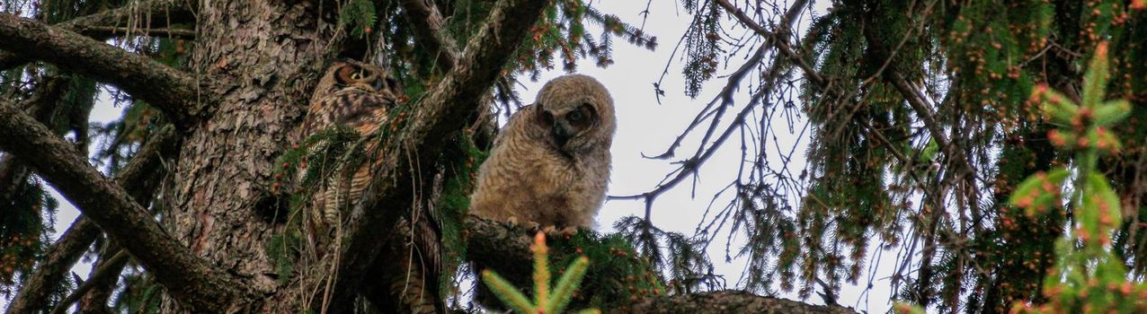 A young great horned owlet with their mother in a tree. High quality photo