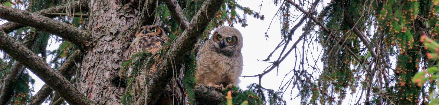 A great horned owl and her owlet sitting in a tree at dusk preparing to hunt. High quality photo