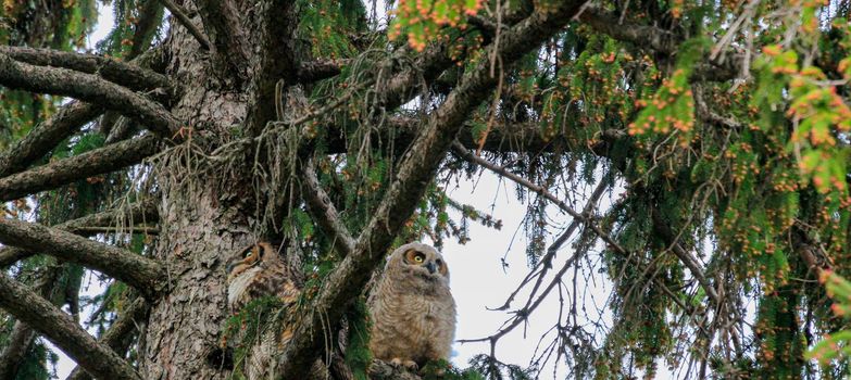 A great horned owl and her owlet sitting in a tree at dusk preparing to hunt. High quality photo