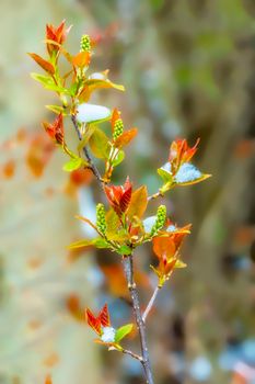 The snow that fell in the month of April covered the delicate leaves of the trees