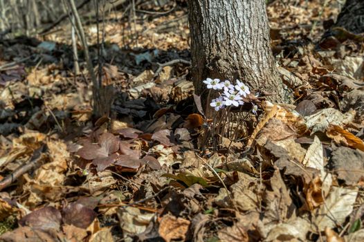 Near the trunk of the tree, on the sunny side, a group of white, spring flowers grew on thin legs.