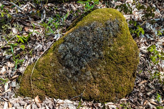 A large, natural stone covered with moss lies in the forest among fallen leaves