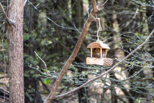 The hungry squirrel, which hardly fits into the small bird feeder, eats the poured sunflower seeds