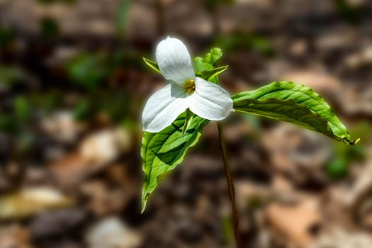 The burgundy and white Trillium flowers are symbols of the province of Ontario