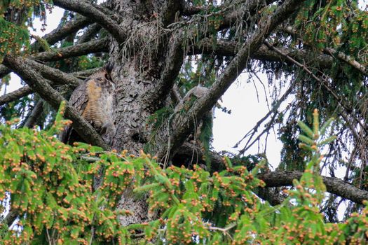 A great horned owl perched in a tree. High quality photo