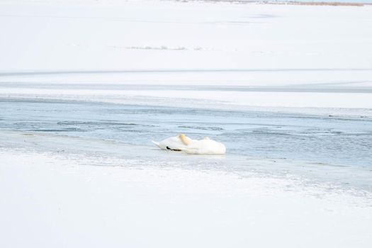 A swan sleeping on the ice in canada. High quality photo
