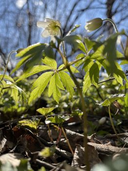 The early blooming of snowdrops in spring forest at sunny day, white flowers, wild wood, close-up photo. High quality photo