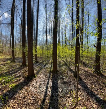 The panoramic view of spring park at sunny day, shadow of black trunks of trees at clear weather. High quality photo