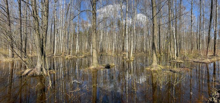 In the wood the spring begins, trees stand in water, a sunny day, patches of light and reflection on water, trunks of trees are reflected in a puddle, streams flow. High quality photo