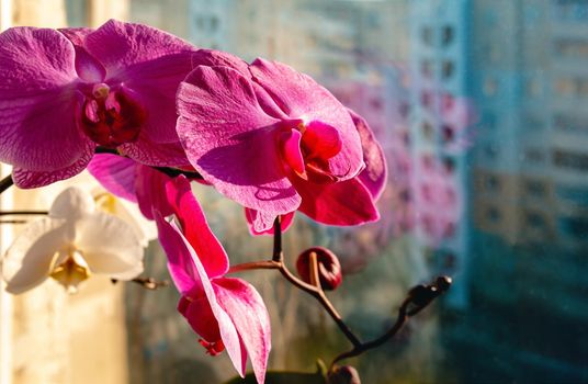 Blooming orchids on the window against the background of the street in defocus.