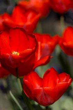 Vibrant red tulips, Tulipa in the spring sunshine