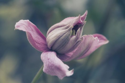 A young, new pink Clematis flower bud