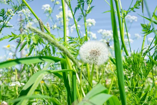 Close-up of cow parsley and dandelion plants on a green meadow in summer against a bright blue sky. Defocus, selective and soft focus