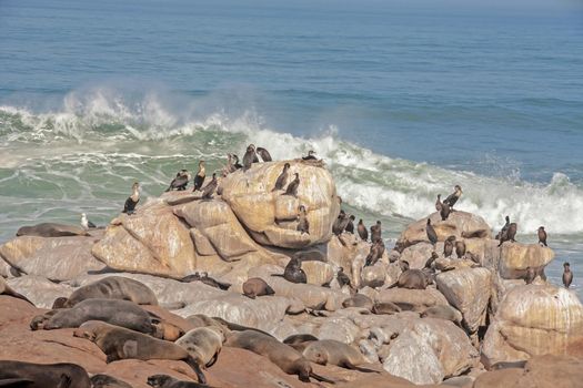 Breeding White-breasted Cormorant (Phalacrocorax lucidus) and Cape Fur Seal (Arctocephalus pusillus) on a rocky Namaqualand coast