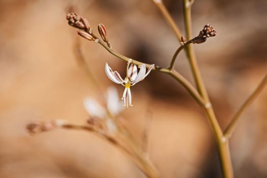 Trachyandra muricata is a perennial flowering plant occurring in the arid south western parts of South Africa and Namibia