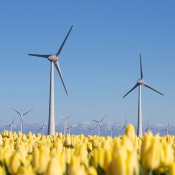 yellow spring tulips and wind turbines under blue sky in dutch part noordoostpolder in holland