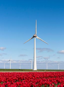 field in noordoostpolder with red tulips trees and wind turbines under blue sky in the netherlands
