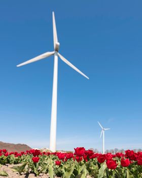 closeup of red tulips under blue sky with wind turbine in the background