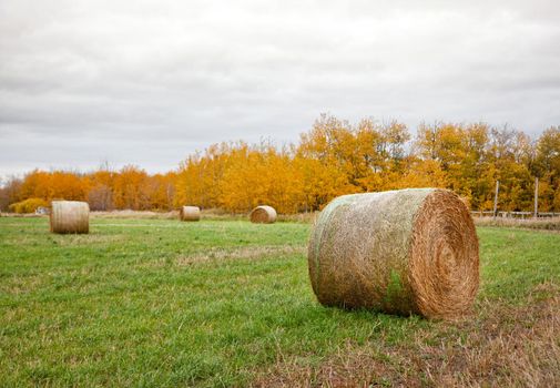 in a grassy field with yellow orange trees behind, bales of hay are rolled