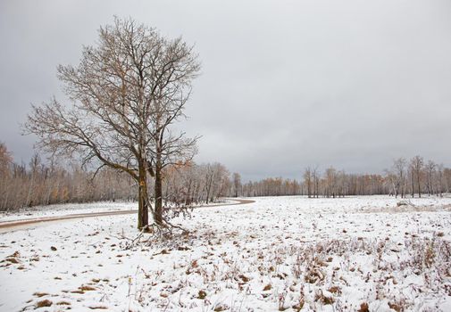 a bare tree and a dirt road beside a snow covered field in Elk Island Park in Alberta, Canada 