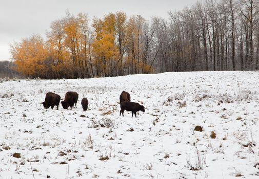 a gang of brown bison munching on grass outside in the snow, with autumn orange trees and a winter landscape at Elk Island Park in Alberta, Canada 