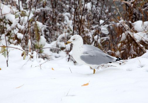 a grey and white bird stands proudly among the snow outside in winter