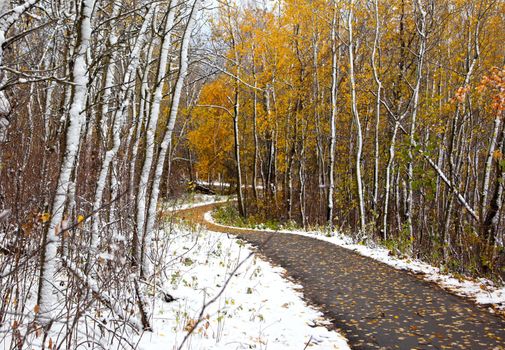 a winding trail leads into a snowy woods with yellow trees at a park 