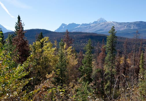  yellow leaves in autumn across the Athabasca pass in Japser, Alberta 