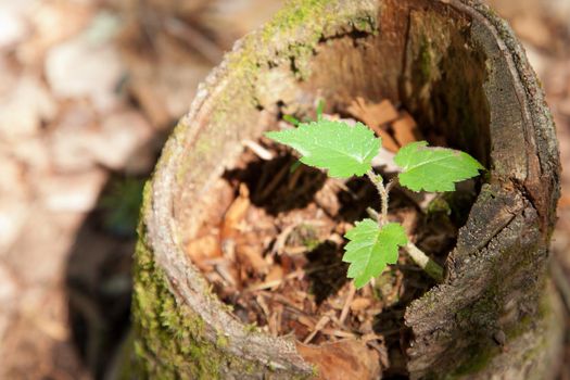 Three green leaves show a new birth or beginning for a little tree growing inside an old dead stump 