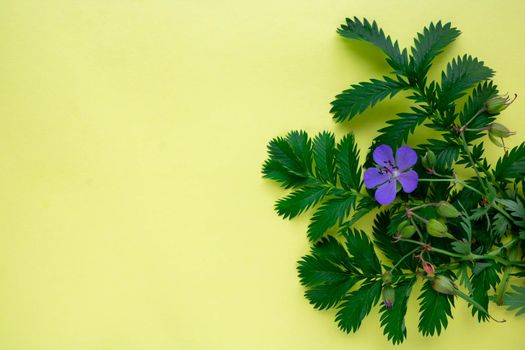 On a yellow background, the leaves of green grass lapchatki and a blue flower of meadow geranium.