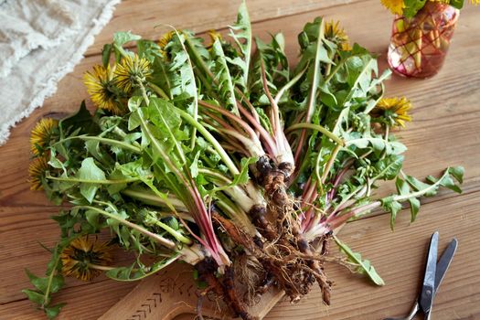 Fresh dandelion plants with roots collected in spring