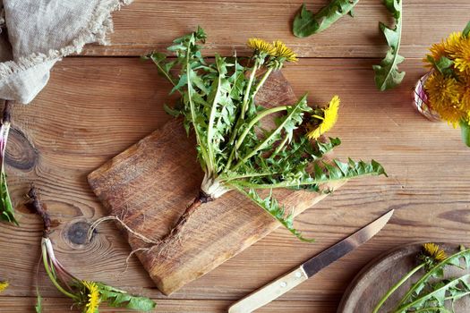 Whole dandelion plant with flowers and root on a table, top view