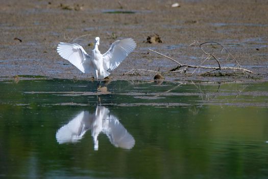 white egret bird on the lake looking for food