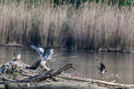 gray heron on the lake laying on a log with other birds