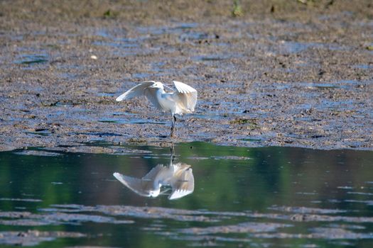 white egret bird on the lake looking for food