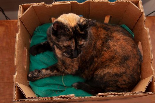if it fits, i sits says black and orange cat in a cardboard box 