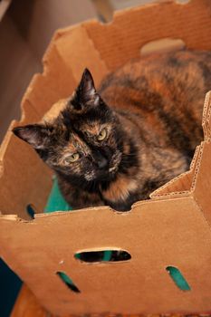 tortoiseshell cat has found a home in a box 