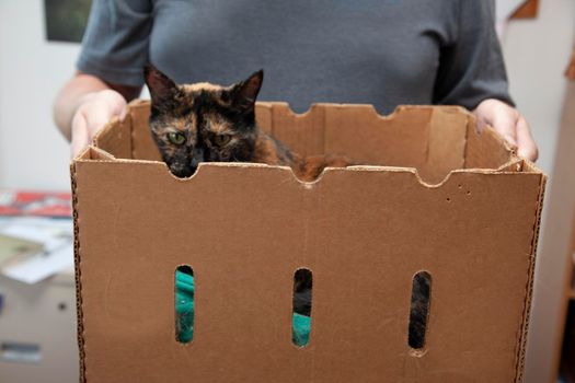 silly lazy kitty in a cardboard box being moved around by her owner