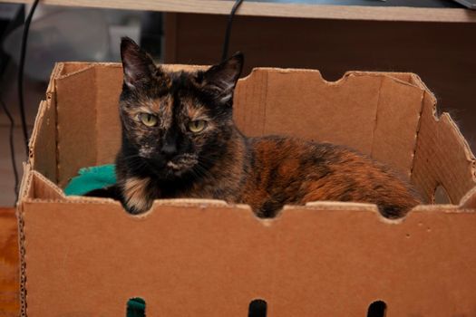  cat has found a spot to hang out in a cardboard box at home 