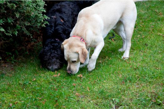 A golden retriever and a black doodle dog sniff in the grass looking for a scent