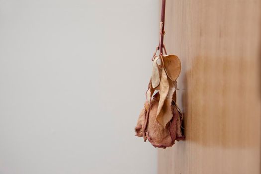 A dried purple rose hangs upside down, with petals turned crunchy and blank copy space  