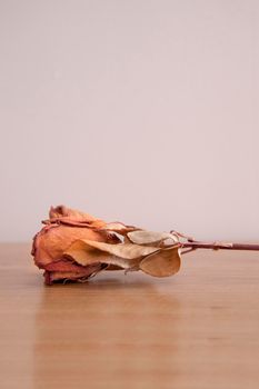 A dried pink rose hangs upside down, with petals turned crunchy and blank copy space 