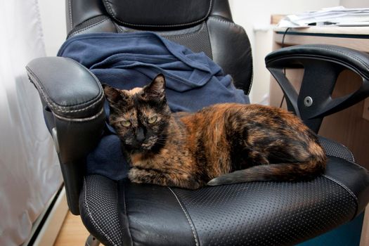 Cat has made itself at home in the office